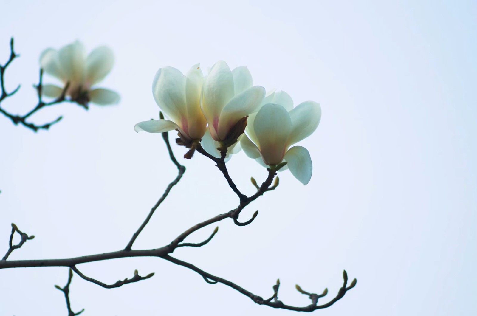 植物百科（四十一）玉兰