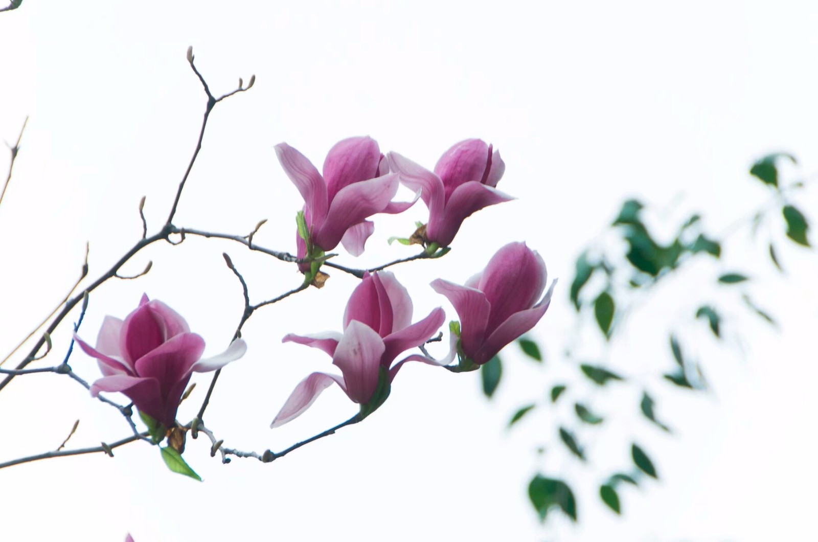 植物百科(四十一)玉兰|玉兰花|玉兰|柔毛|卵形|基部_新浪新闻