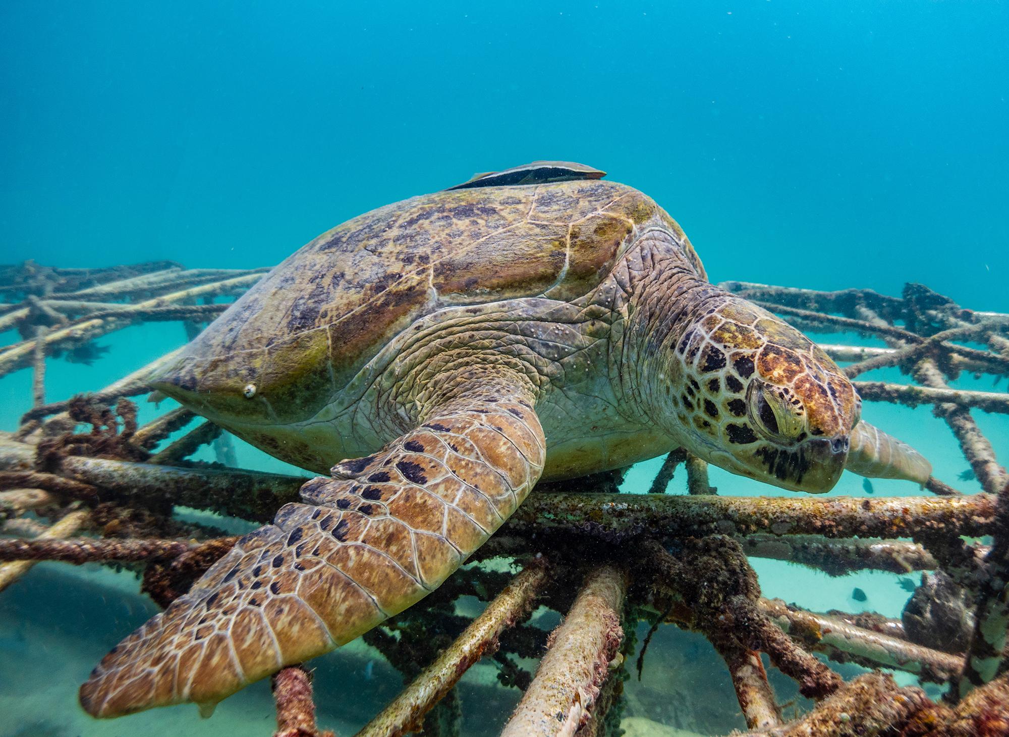 水下摄影对色彩的还原太重要工作照游弋在海底追寻鱼群