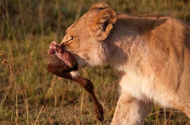 狮子捕获猎物后, 饥饿鬣狗前来疯狂抢夺食物