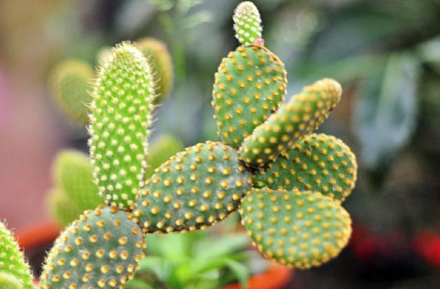 适合家养的植物既养眼又净化空气还防辐射你家有了吗