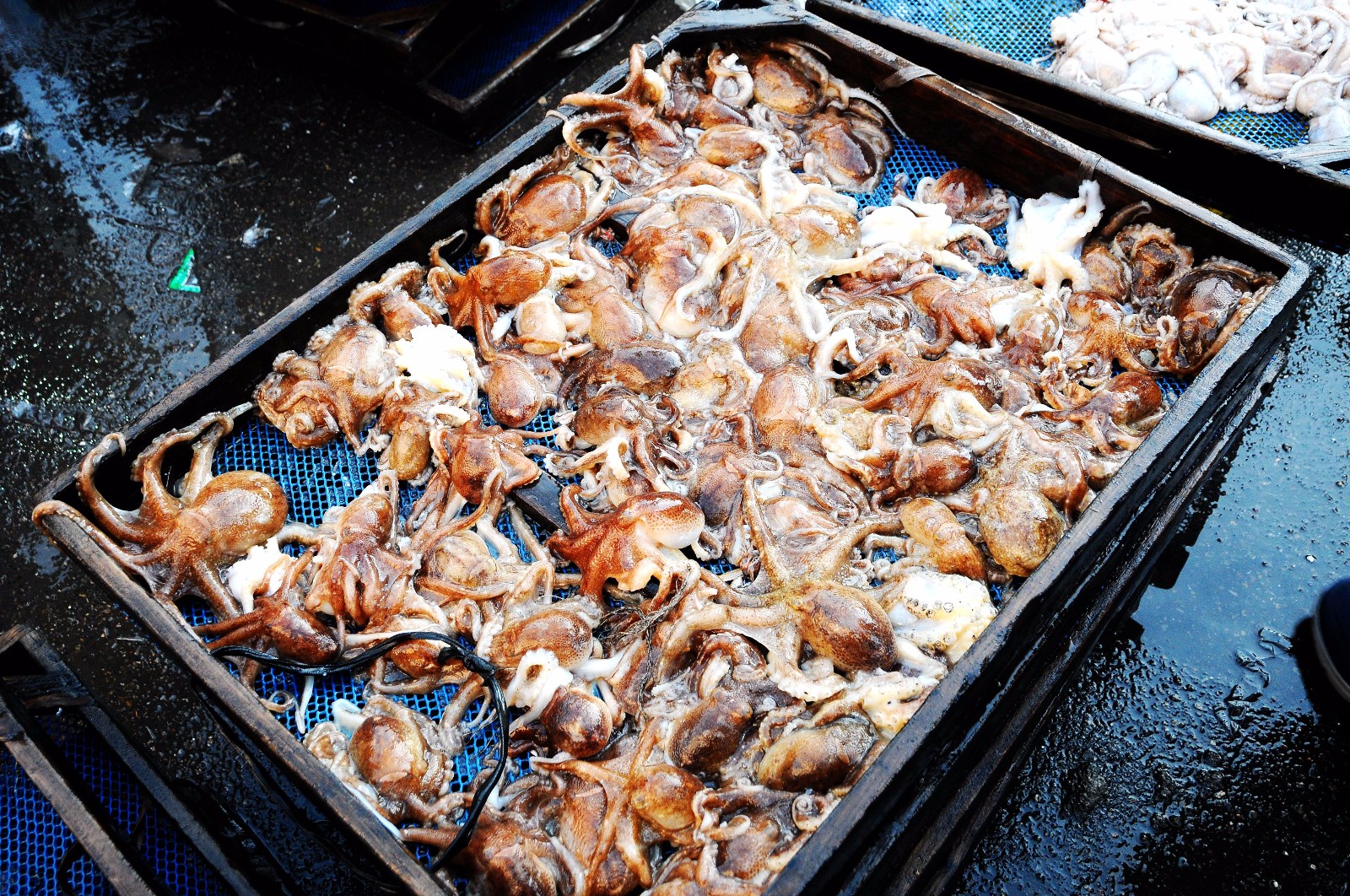 初春 青岛早市八带鮹价格"坚挺"40一斤 5折"残次品"瞬间秒光