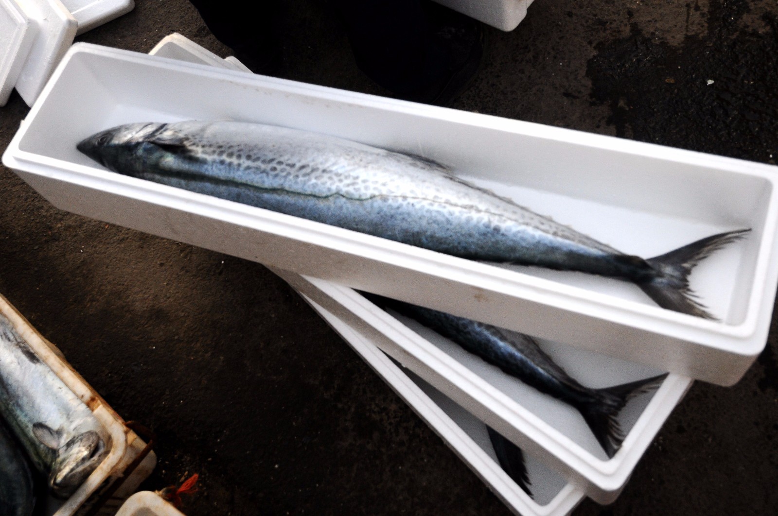 青岛沙子口大鲅鱼批量上市 36元一斤 大叔拾鲜三步骤 妥妥本地货