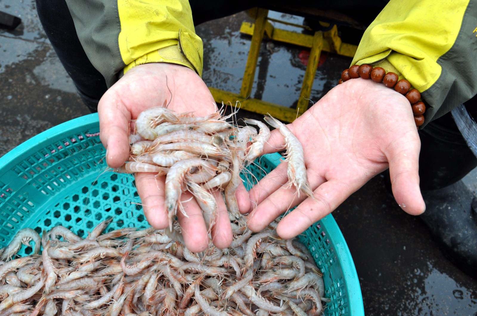 青岛 售价18元一斤鲜蛎虾上市 纯海捕 剥壳卖价格翻倍 包饺子吃鲜