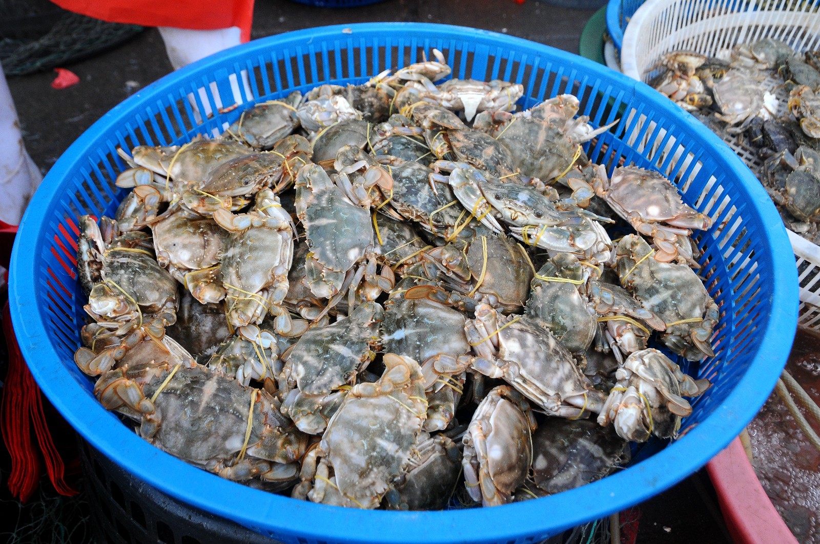 休渔期青岛早市海捕鲜货稀少花盖蟹50一斤大哥熬时间赚摊位费