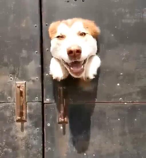 二哈把头钻出门外,表情看着恐怖,像是被卡门缝里