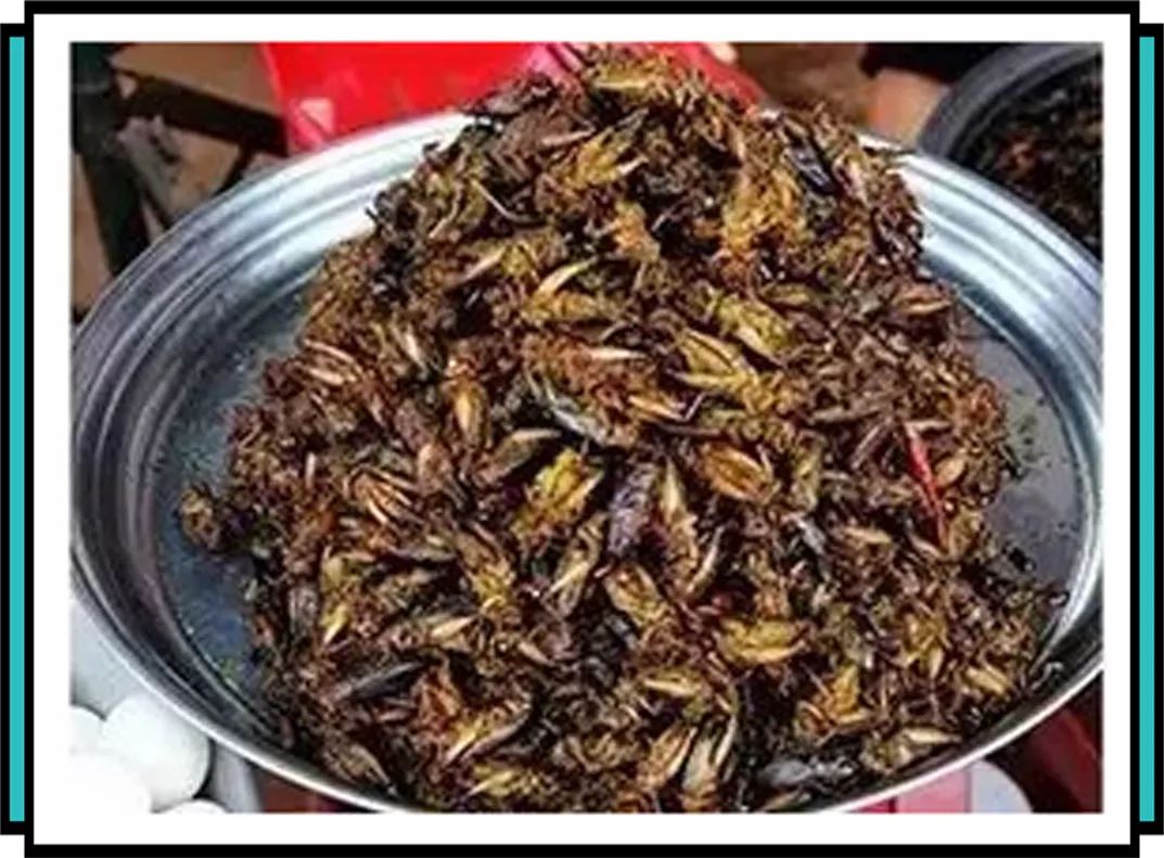 蟑螂|小强|蠊_新浪新闻