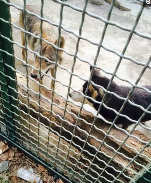 男童动物园玩耍,却发现狼变了模样,靠近一看让人捧腹大笑!