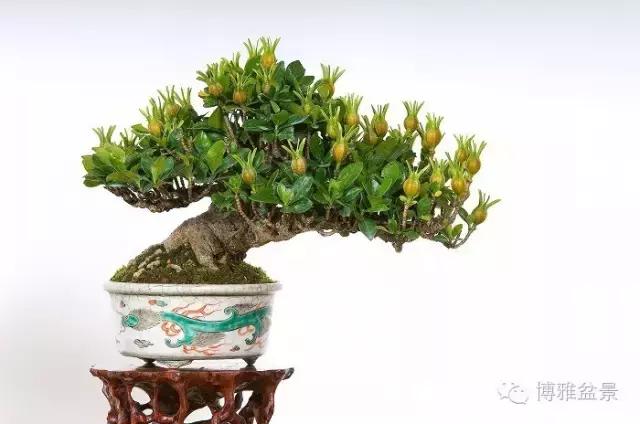 一生守候的盆景栀子花