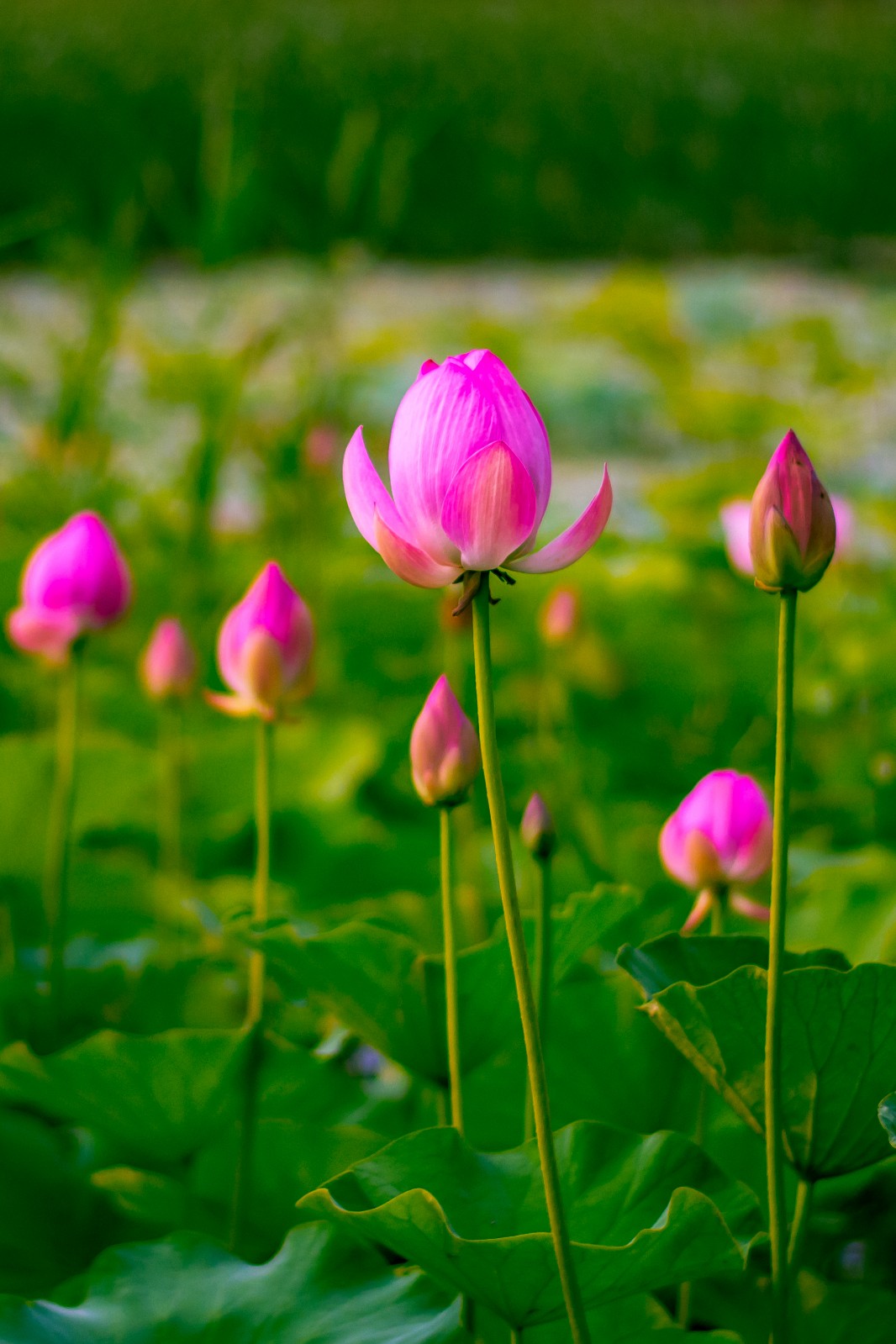 夏天有什么花(夏天有什么花开图片)