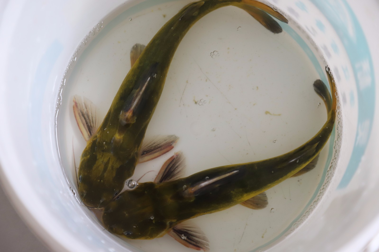 黄颡 (读音:sǎng )鱼,有的皮色上布满黄斑,有的则通体黑色,在我国