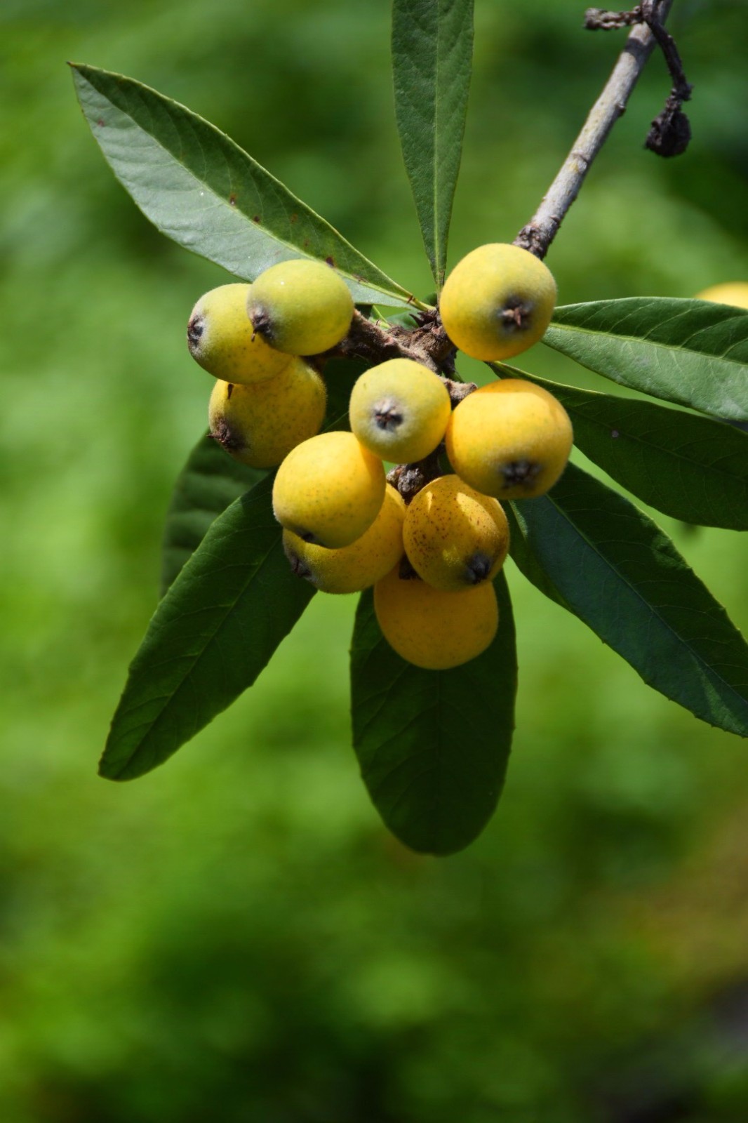 坞根乡土文化节白沙枇杷清爽甜而不腻可自己采摘好吃又好玩