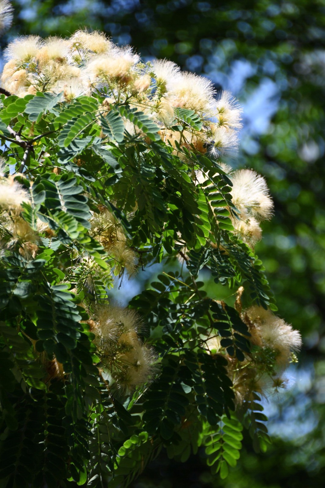 合欢树的功效和作用(合欢花长什么样子的图片)