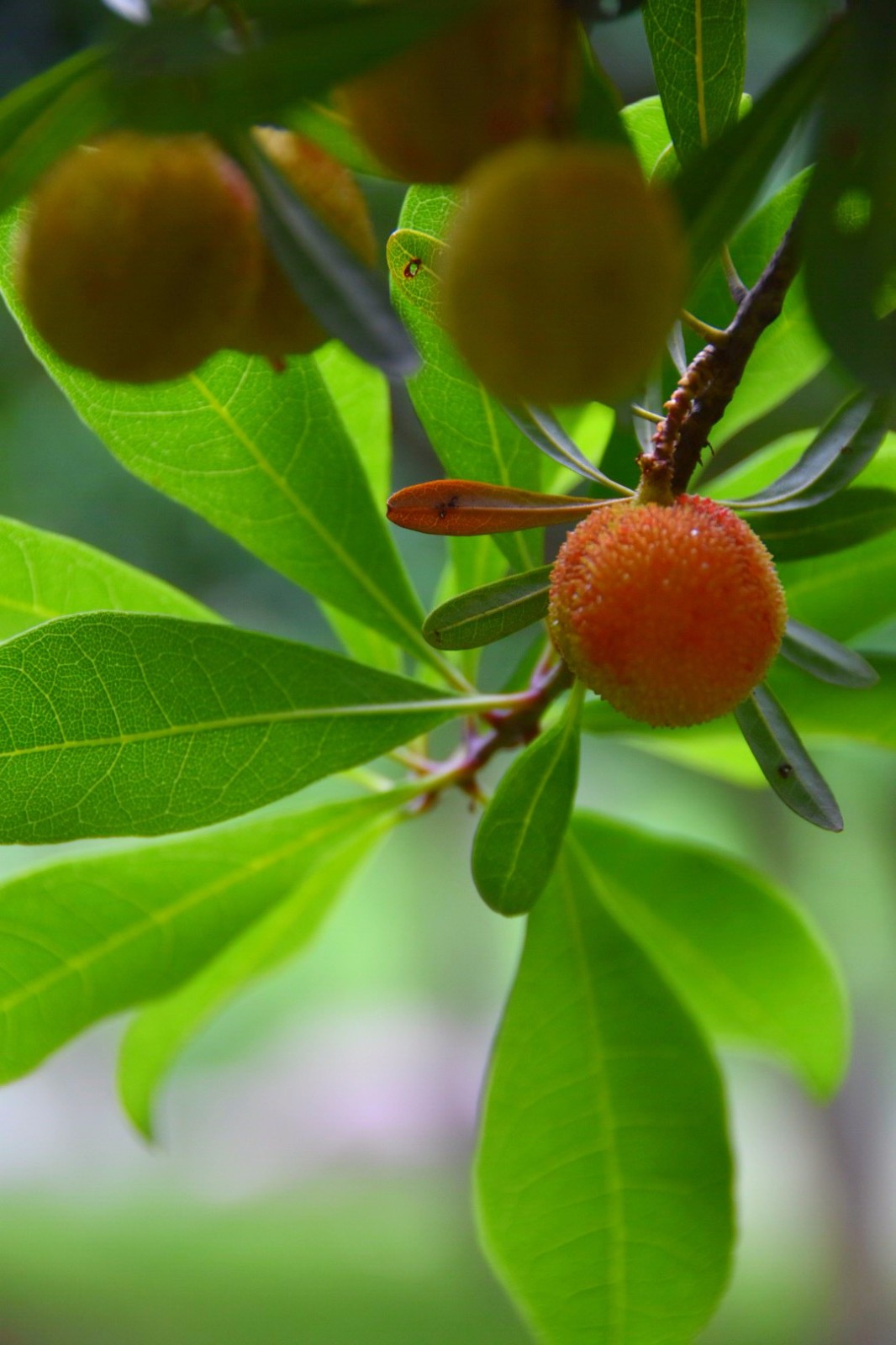 公园里的杨梅树,杨梅一只只开始发红好可爱|杨梅树