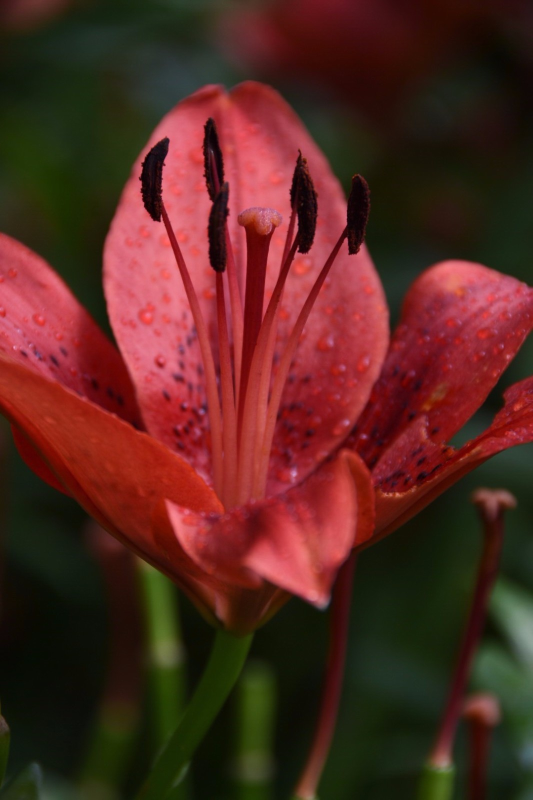 红色百合花品种图片