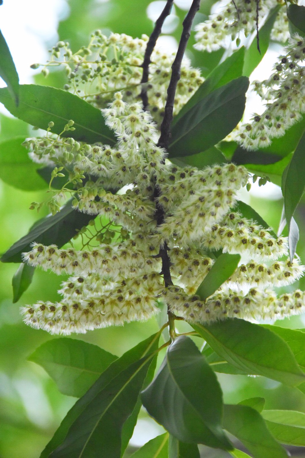 秃瓣杜英一种常见的常绿乔木总状花序生于无叶的前一年的枝上