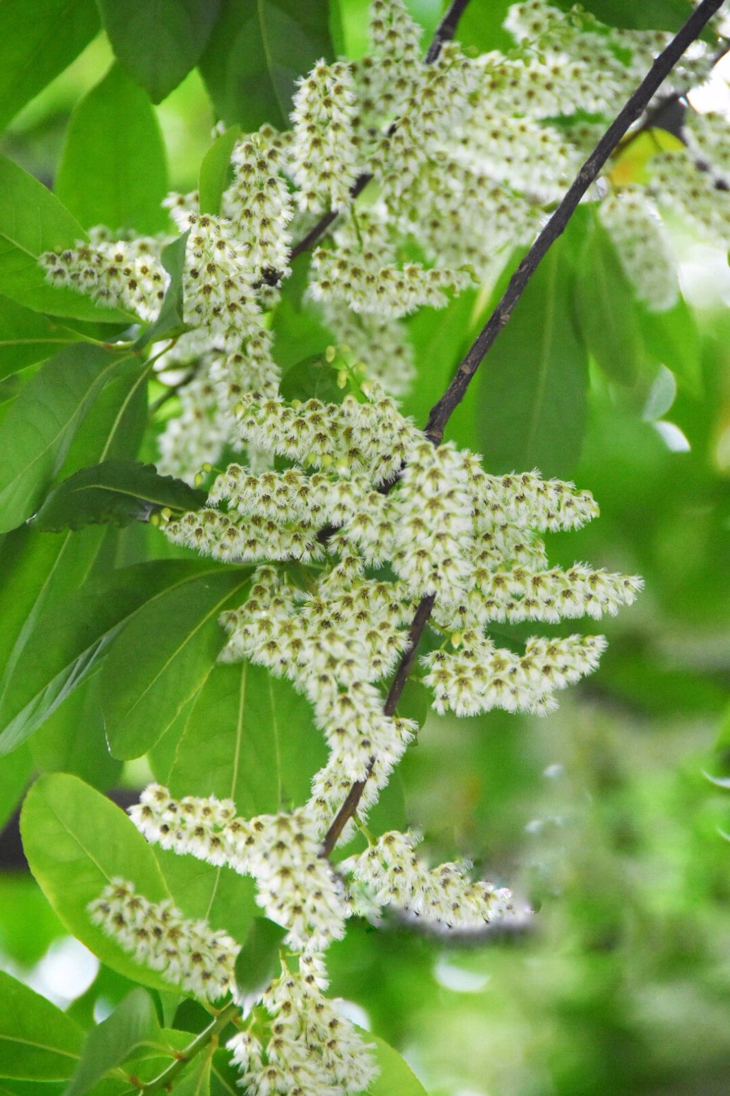 秃瓣杜英一种常见的常绿乔木总状花序生于无叶的前一年的枝上