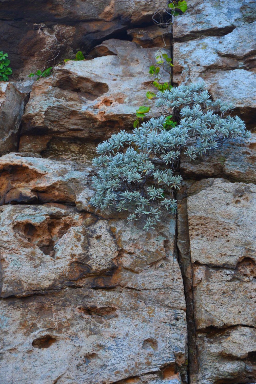 一种长在海边崖石上非常漂亮的草(原创首发)