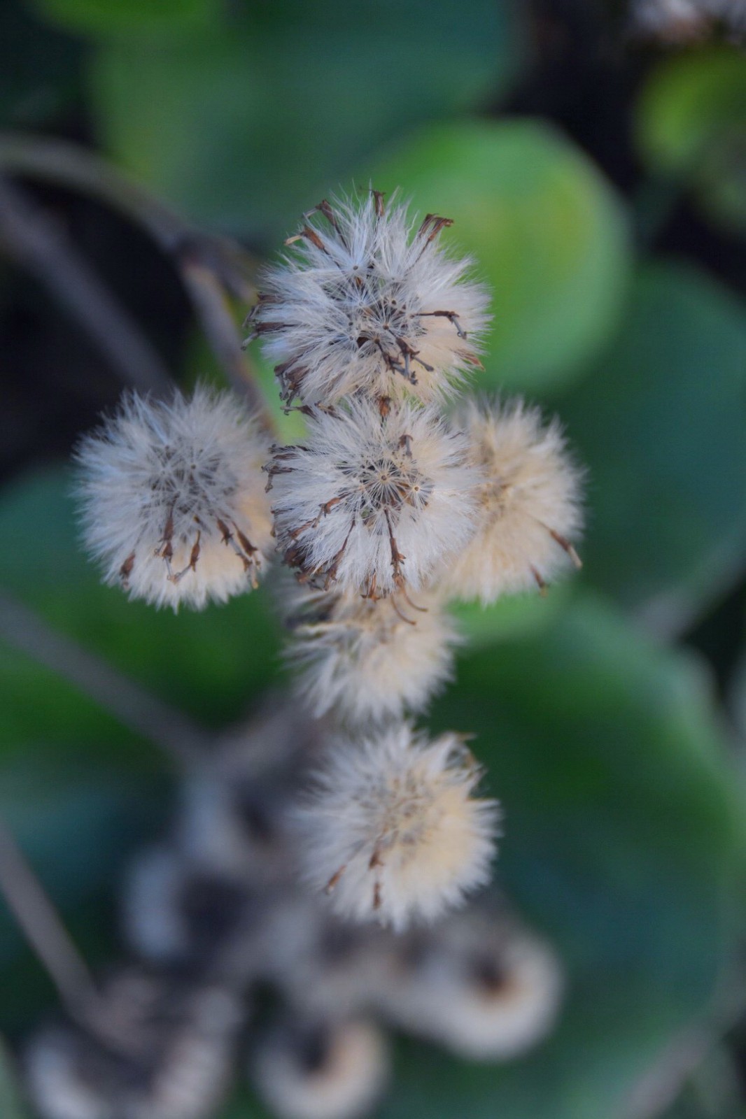 千里光原创首发