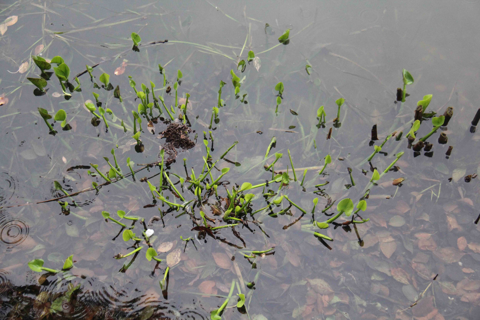 安徽芜湖江南水乡的春天好美乡村的野菜真香