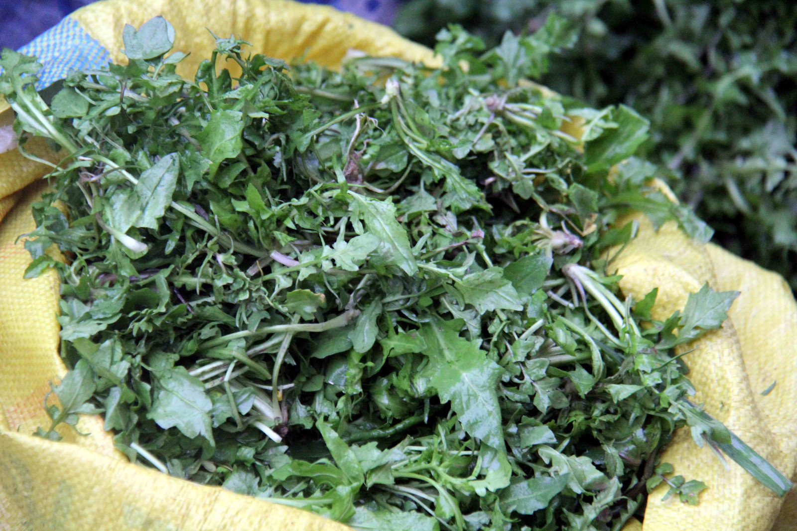 安徽芜湖江南水乡的春天好美乡村的野菜真香