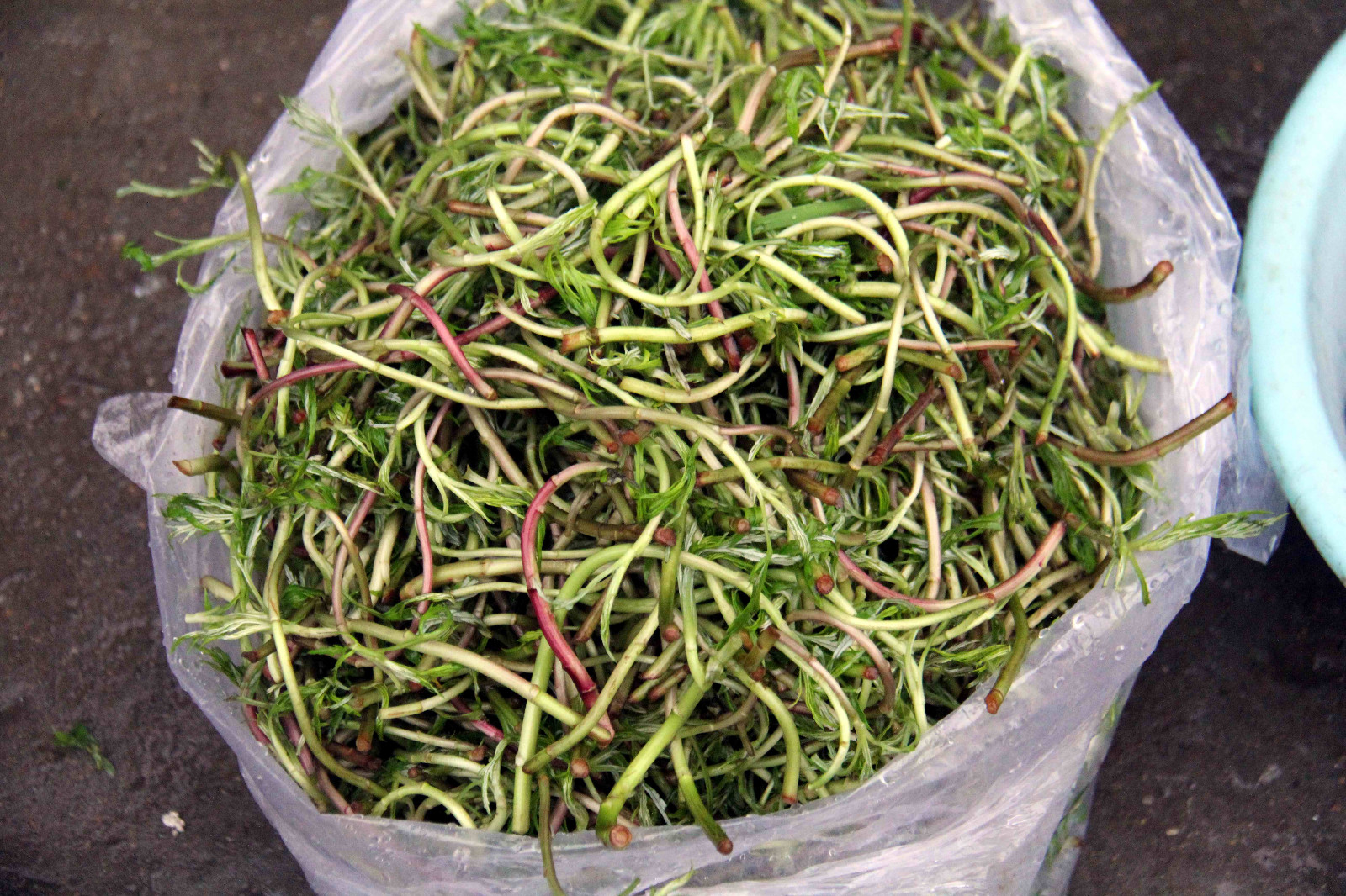 安徽芜湖:江南水乡的春天好美,乡村的野菜真香