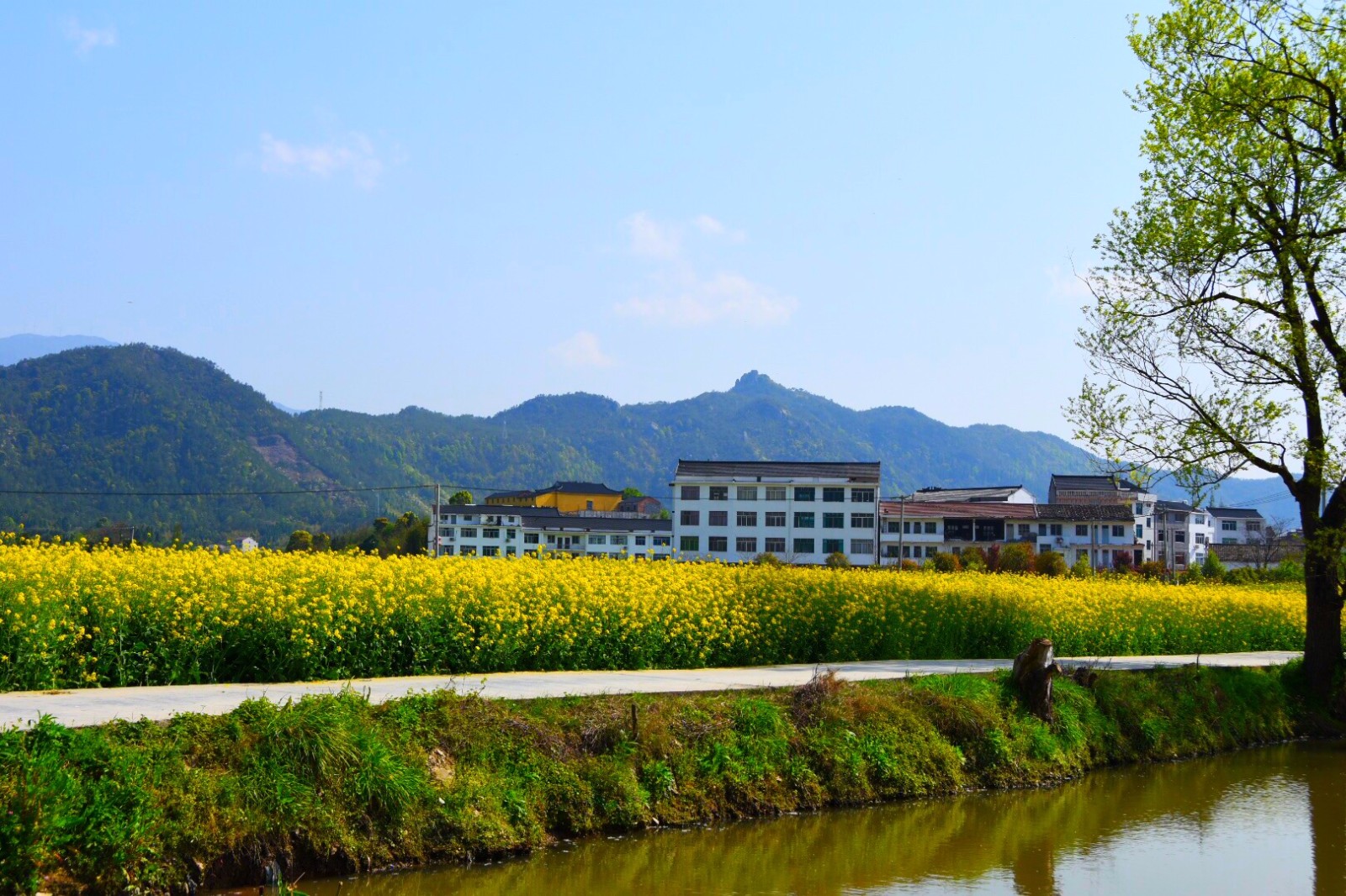 台州临海白水洋千亩油菜花124图