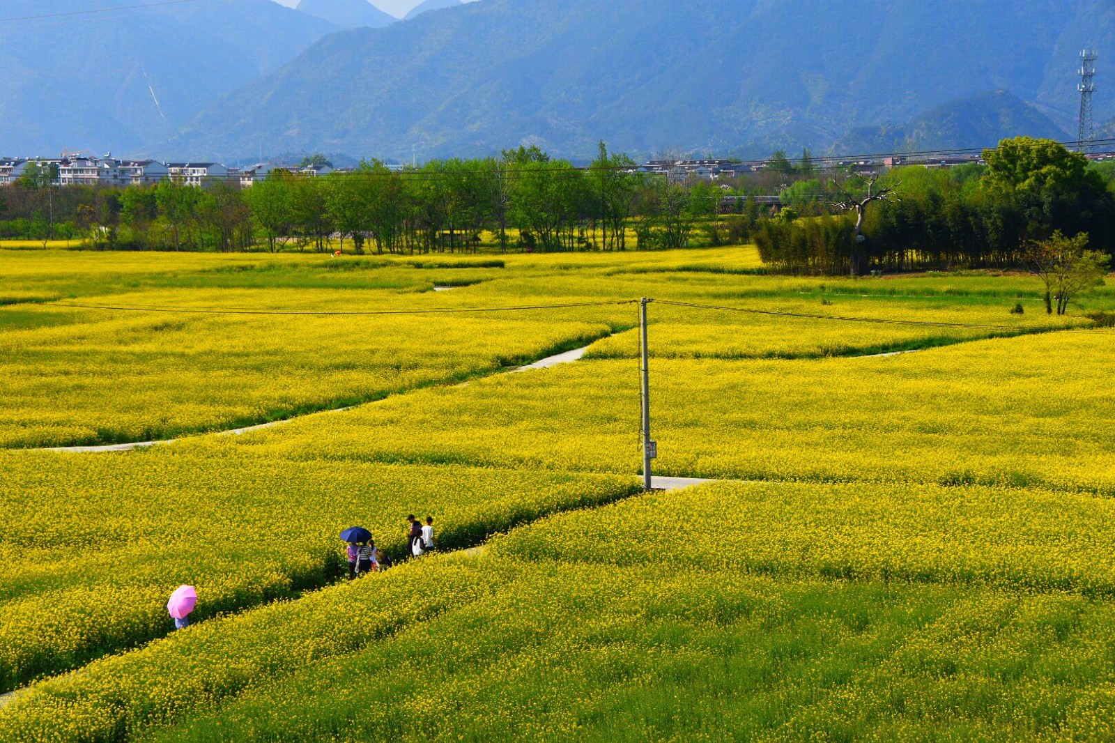 台州临海白水洋千亩油菜花124图