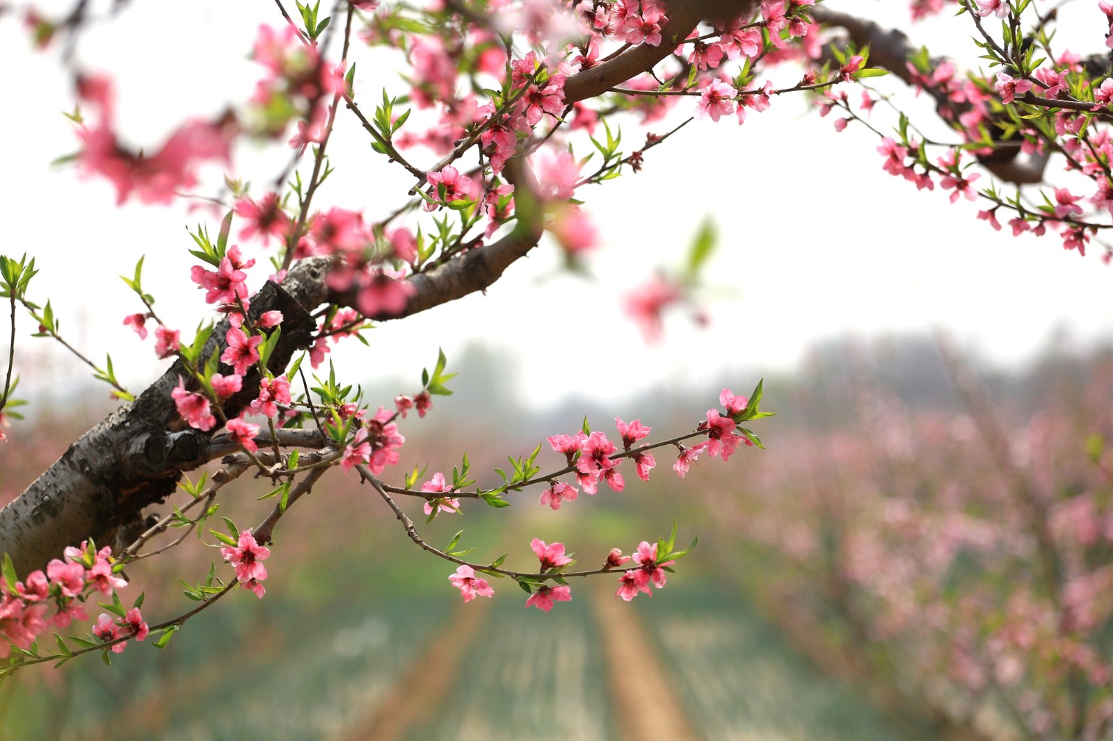 河南卫辉唐庄千亩桃花盛开场面壮观 美若国画又如世外桃源