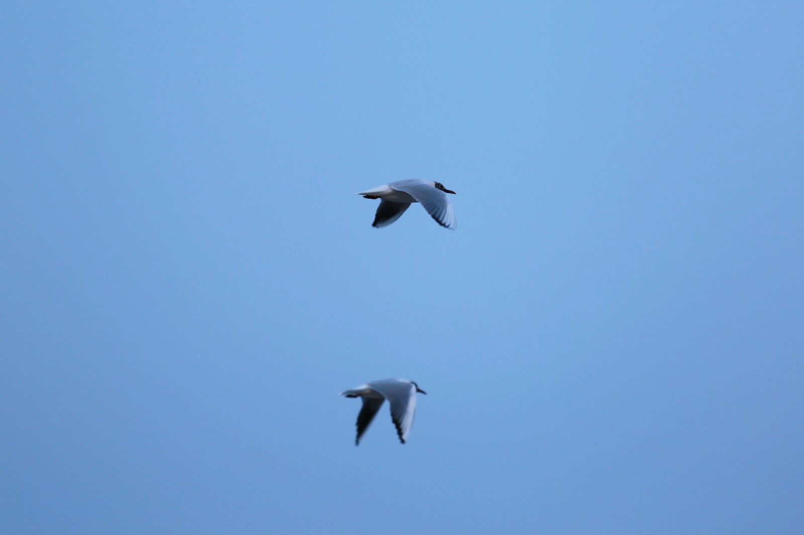 海之子,让你一次全角度远近距离观看海鸥,涛哥音乐旅行随拍