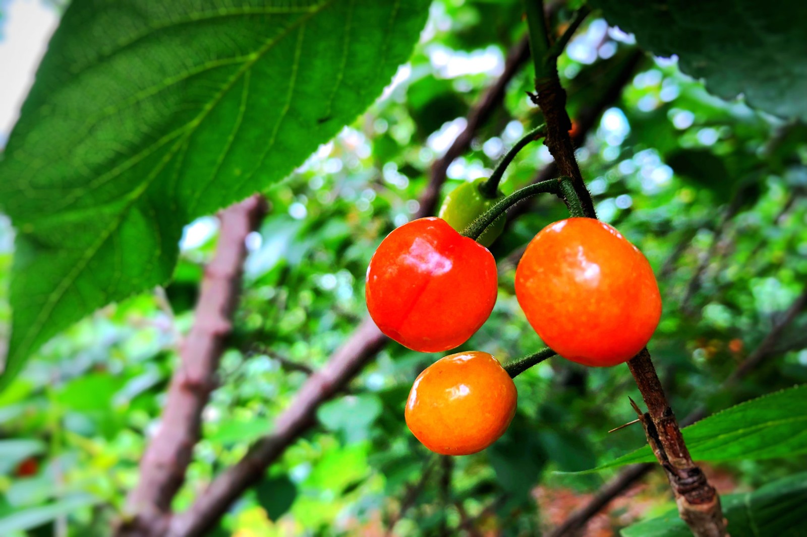 南京溧水此处的鲜美大樱桃将上市