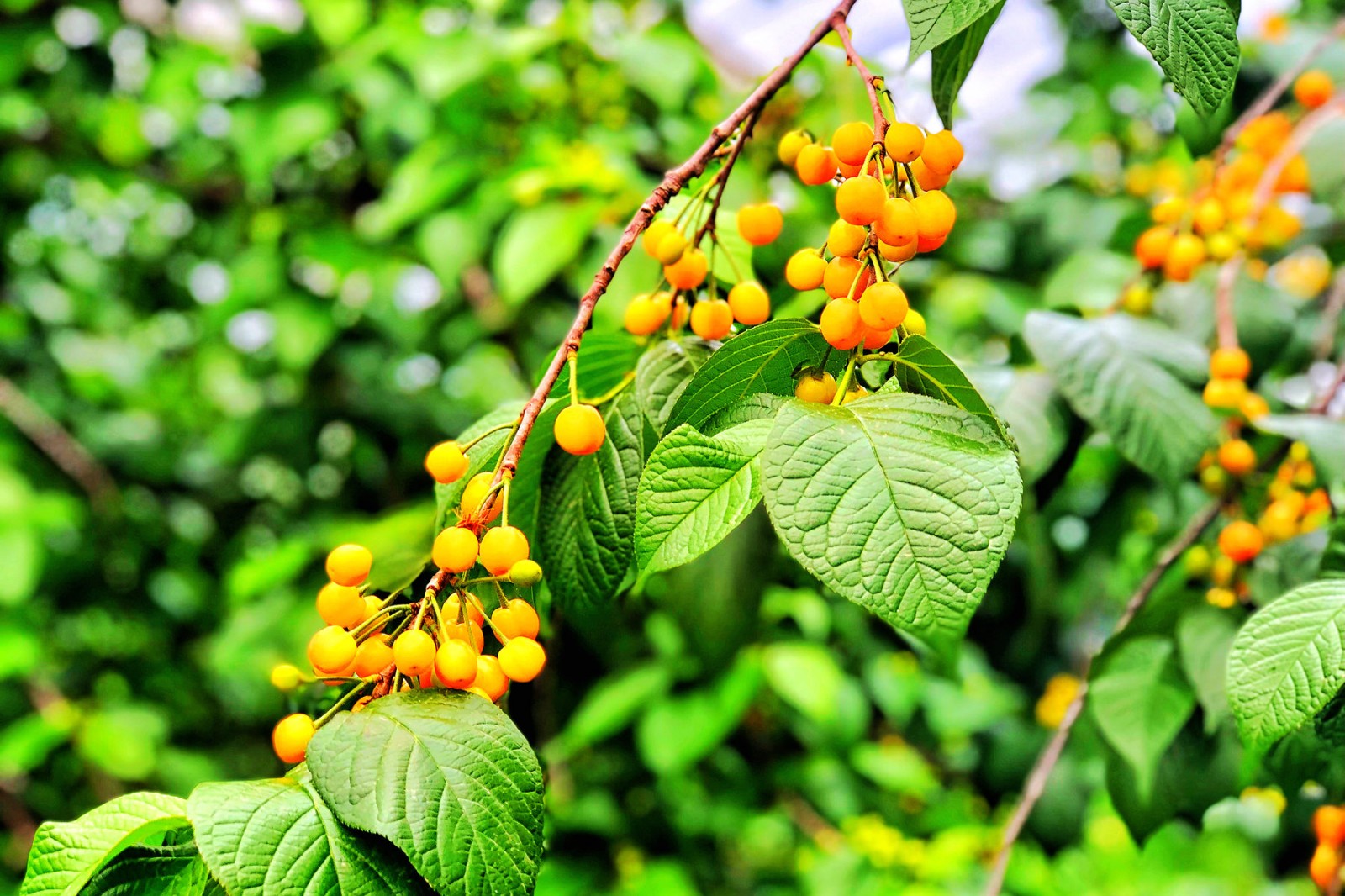 南京溧水此处的鲜美大樱桃将上市