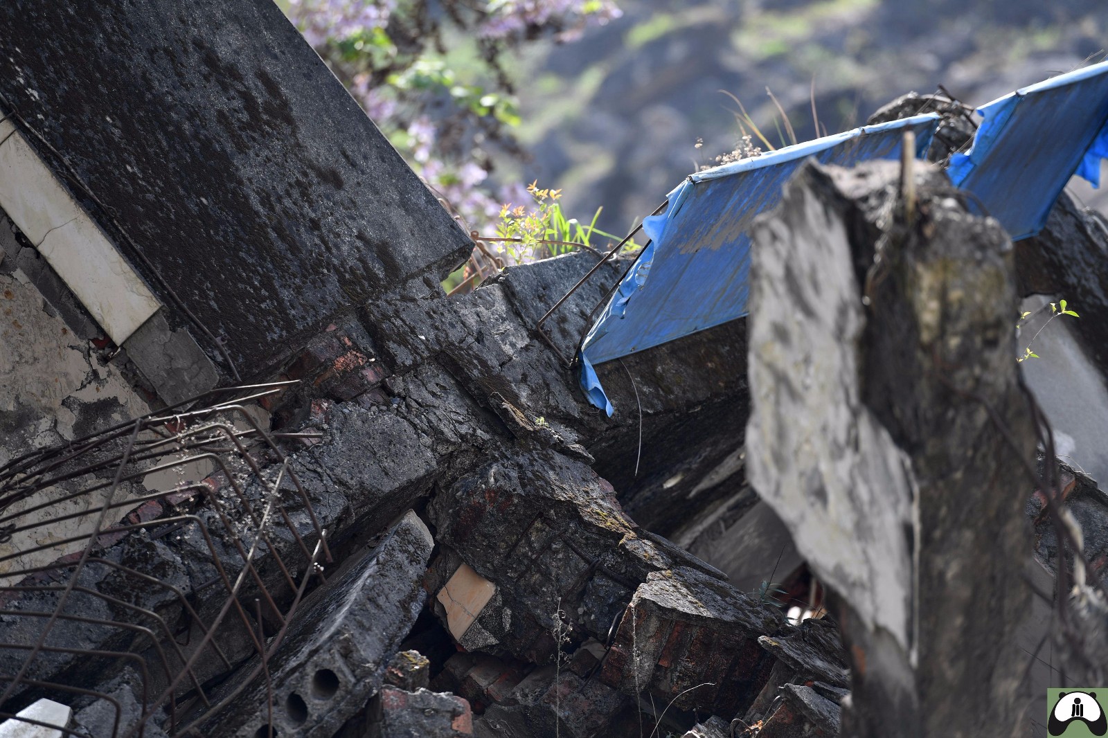 汶川地震10年重返北川老县城,废墟上长出新生命守护着地下遇难者