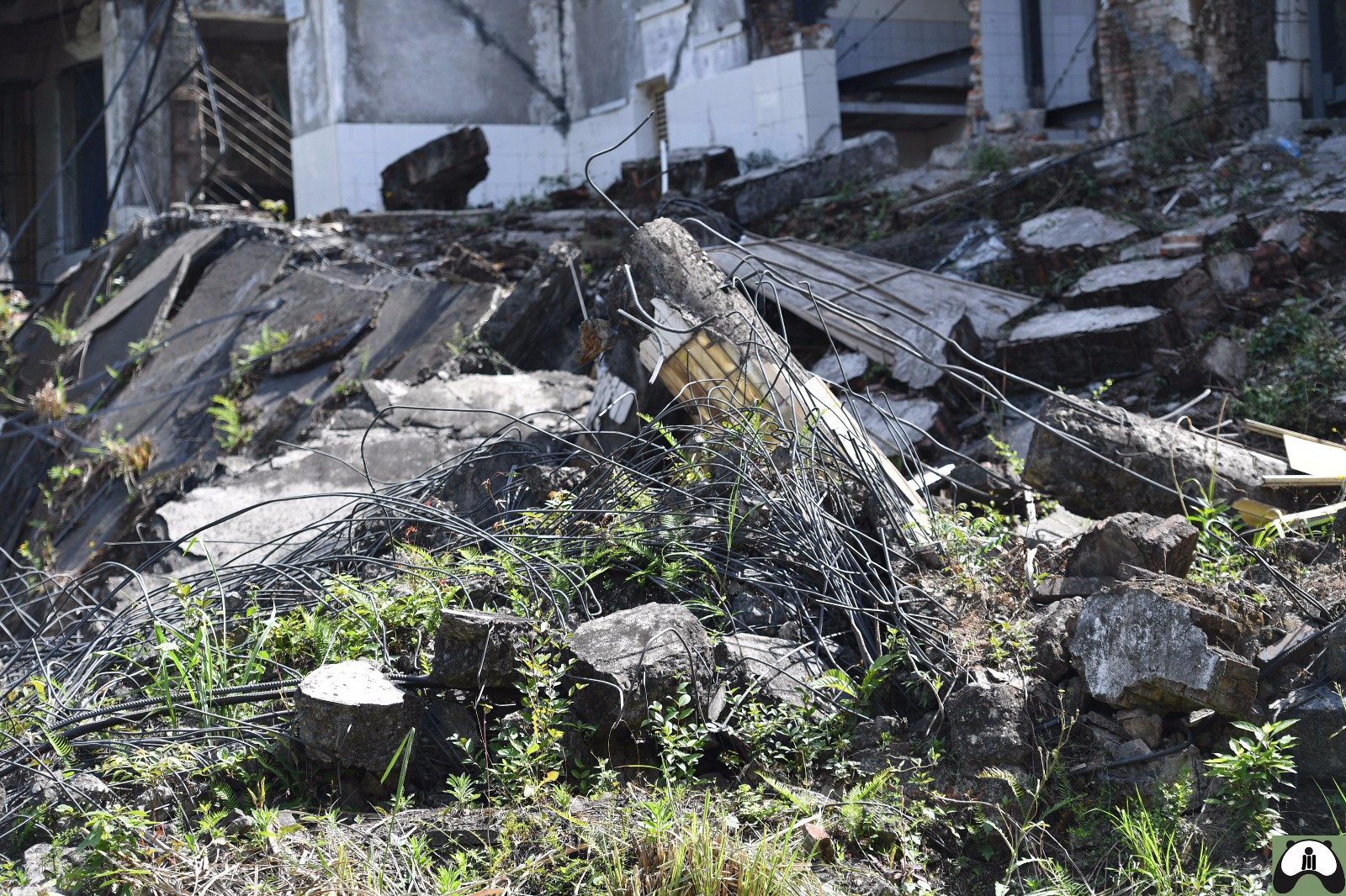汶川地震10年重返北川老县城,废墟上长出新生命守护着地下遇难者_新浪