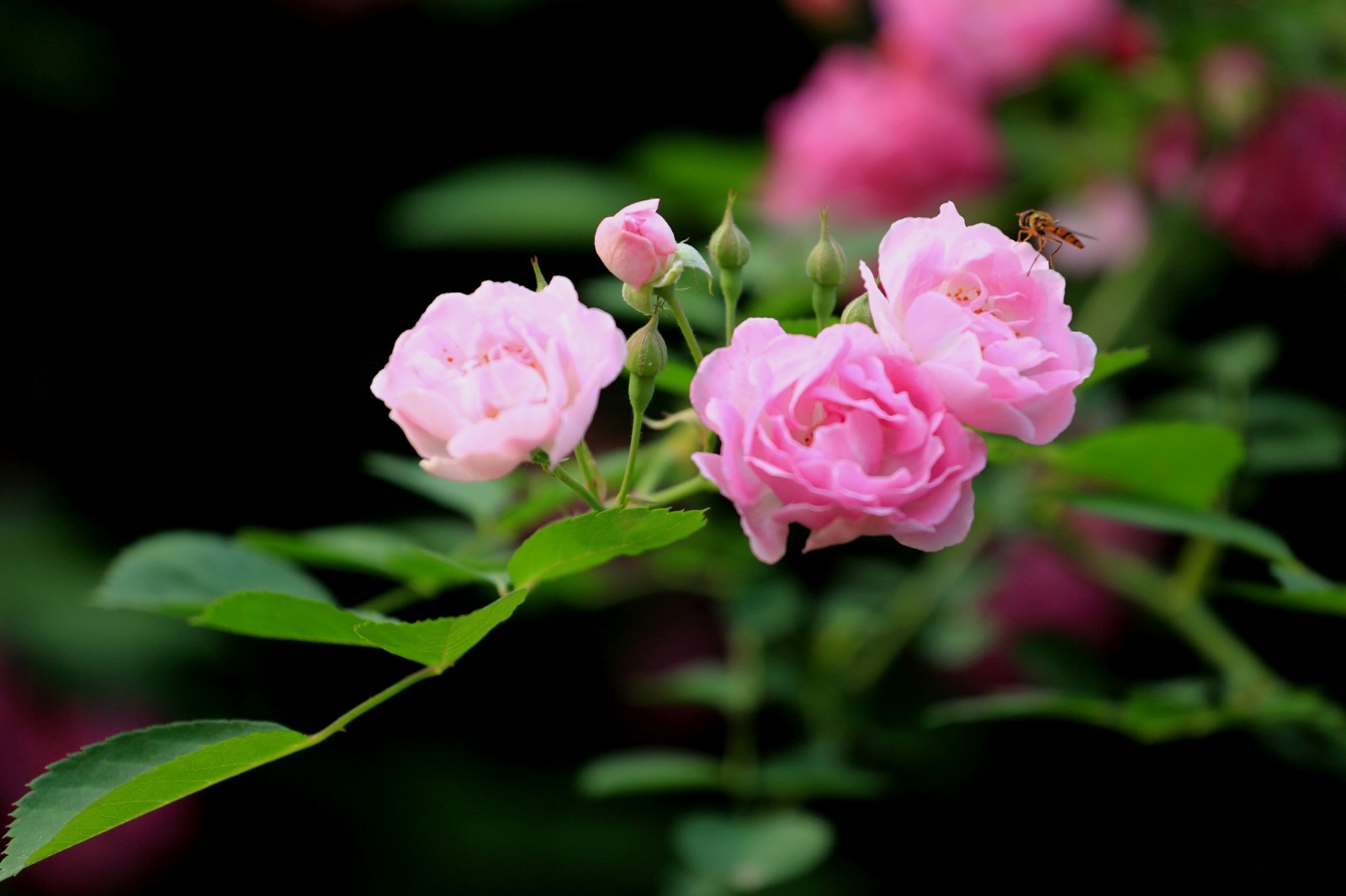 蔷薇蔷薇处处开 芳香四溢人人爱|蔷薇|蔷薇花|校园_新浪新闻