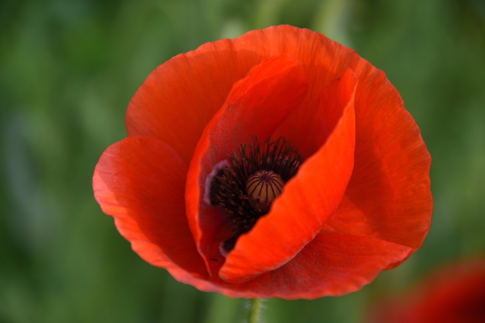 国家对盆养罂粟花有什么规定吗