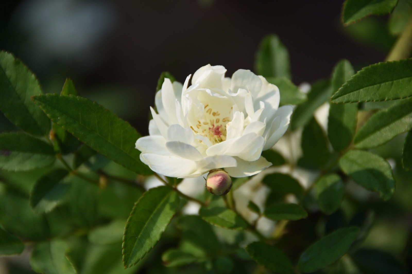 【木香花】只因爱学宫妆样,分得梅花一半香.宋.刘敞