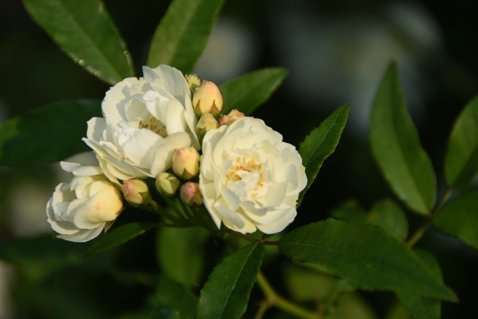 【木香花】只因爱学宫妆样,分得梅花一半香.宋.刘敞