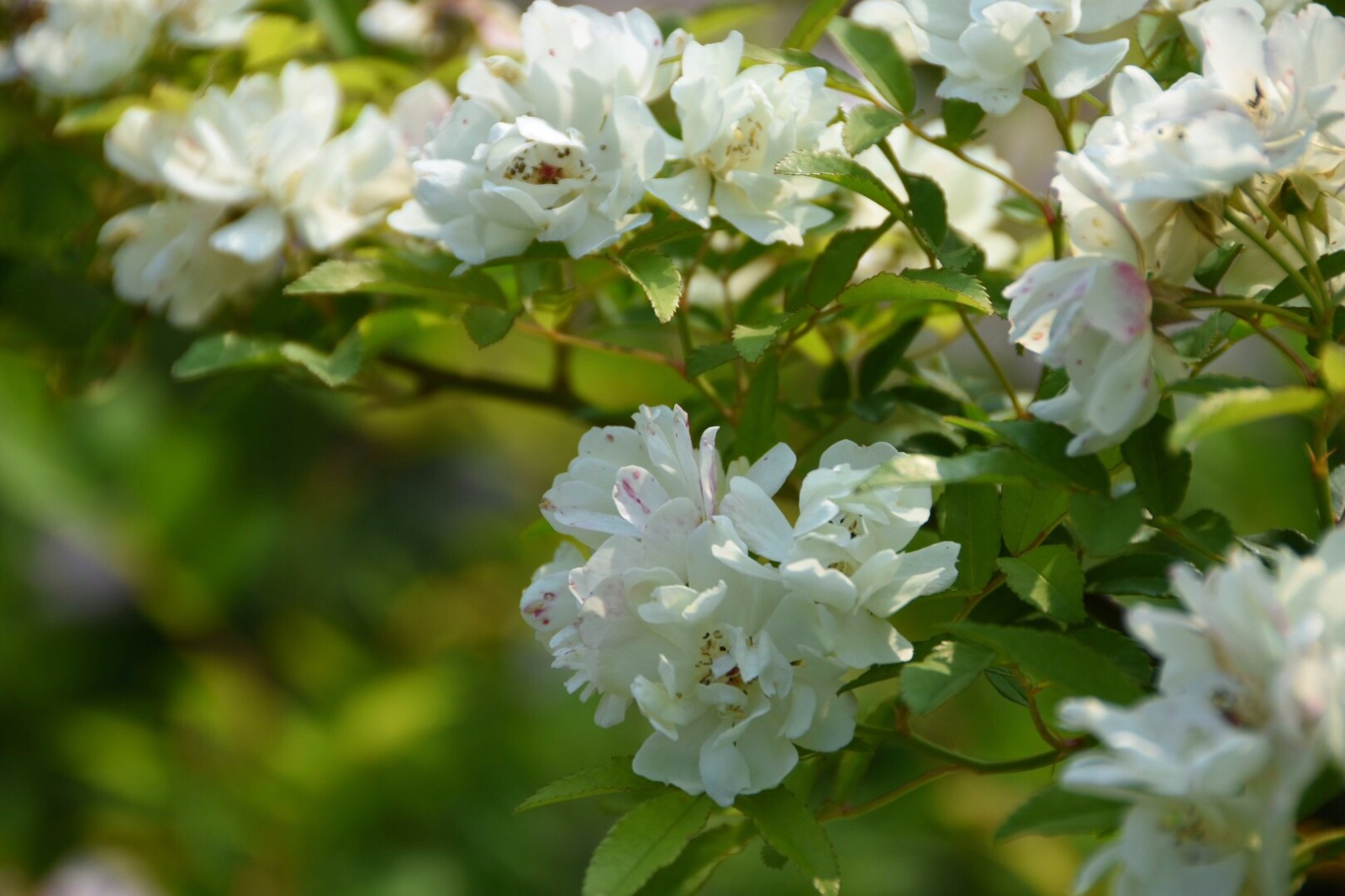 【木香花】只因爱学宫妆样,分得梅花一半香.宋.刘敞