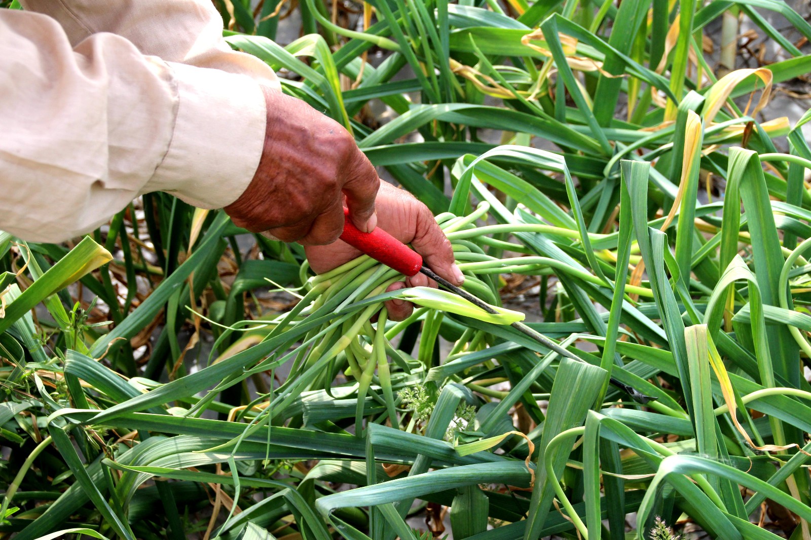眼下正值蒜苔成熟的季节,可蒜薹价格却非常低迷,在山东西南部的蒜区