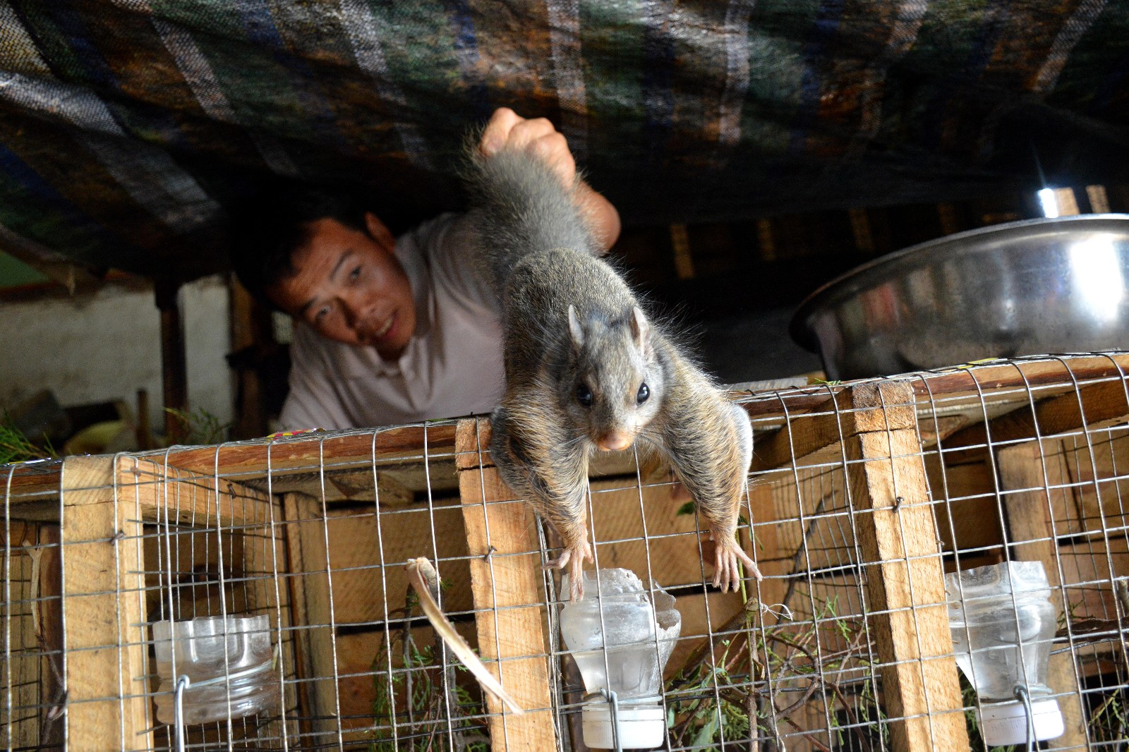 男子深山养飞鼠 卖其粪便年入十万|粪便|小飞鼠|五灵脂_新浪新闻