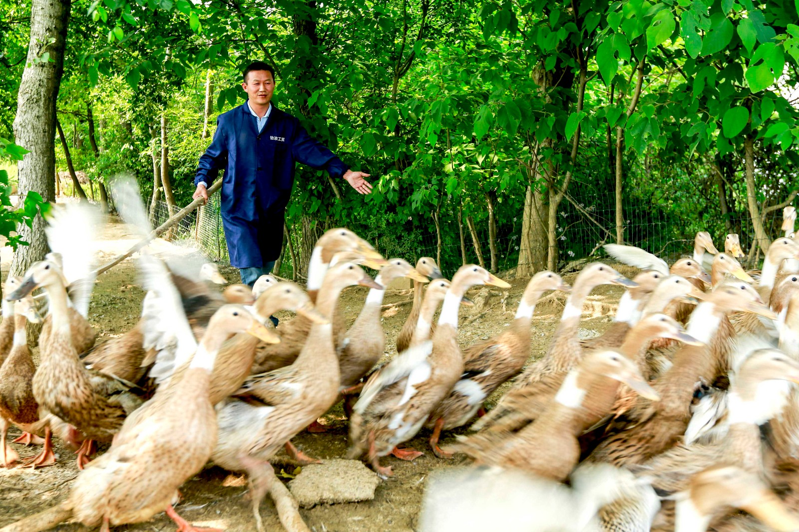 25年前"倒蛋"日赚300元,他却回乡当了鸭农,如今成亿万富翁