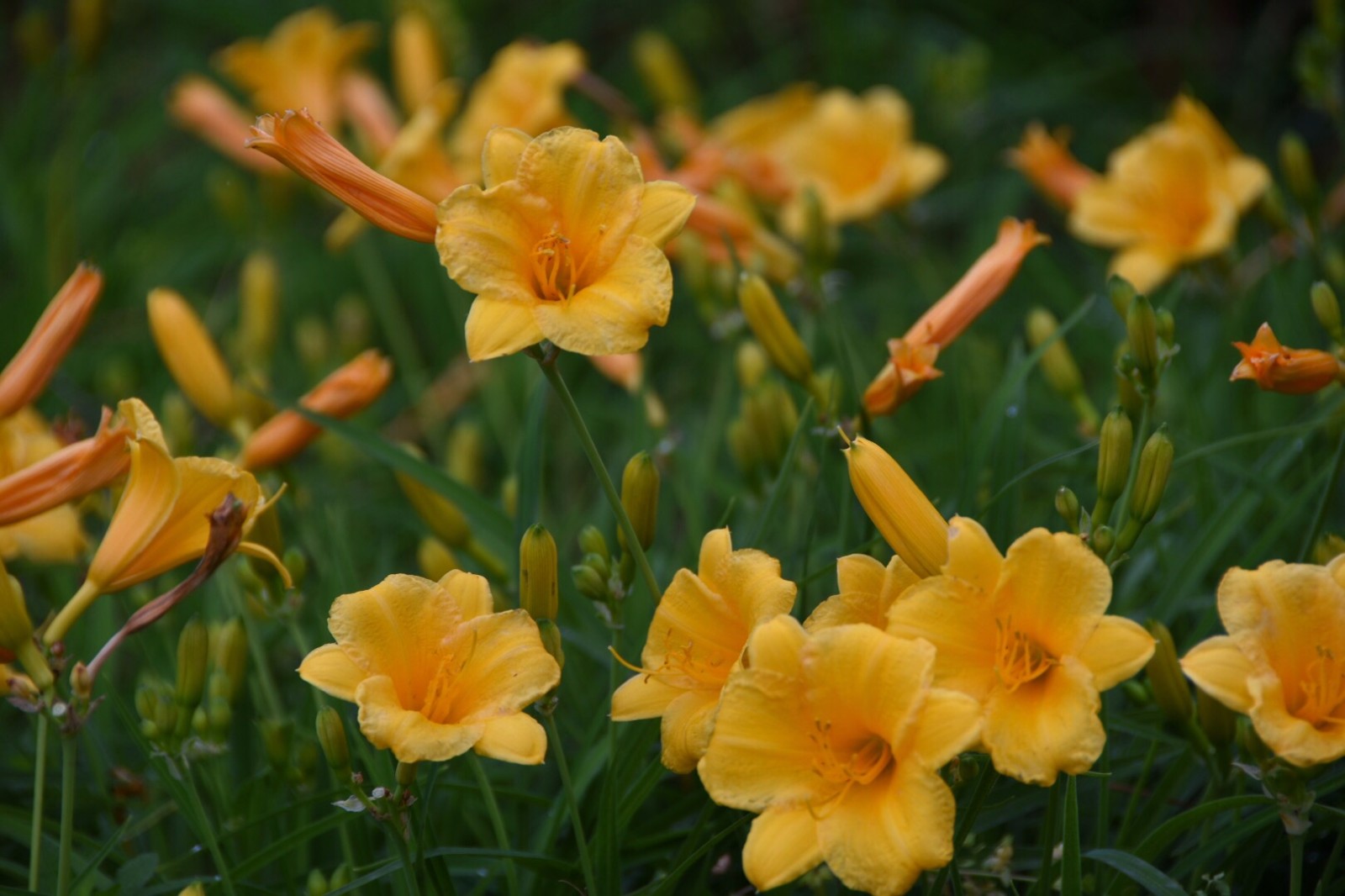 萱草只因怜雅态未必解忘忧唐李咸用