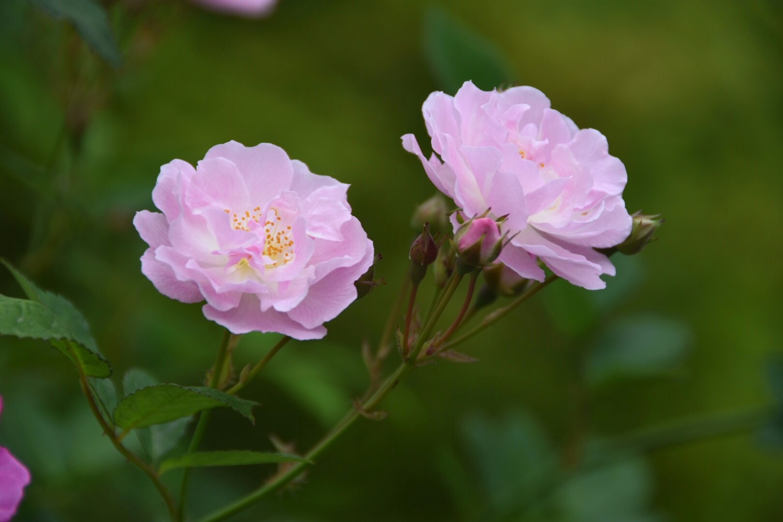 遇见最初的蔷薇美好依旧