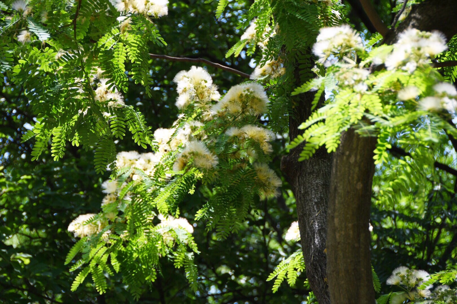 一树毛绒绒的合欢花