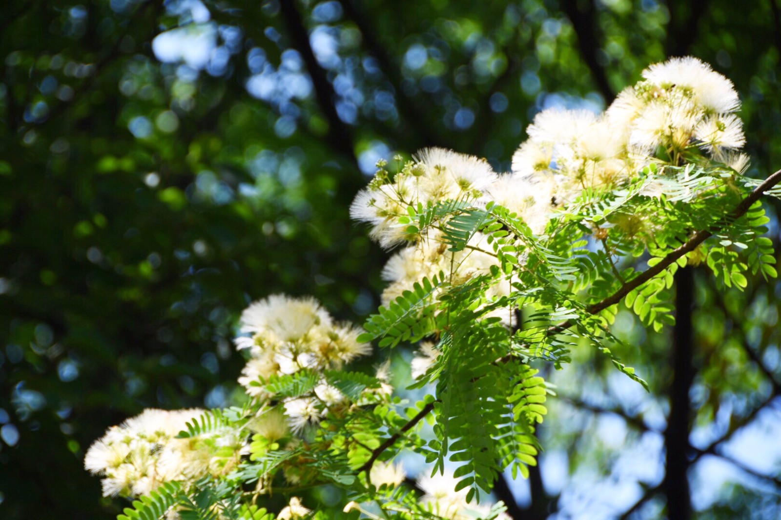 一树毛绒绒的合欢花
