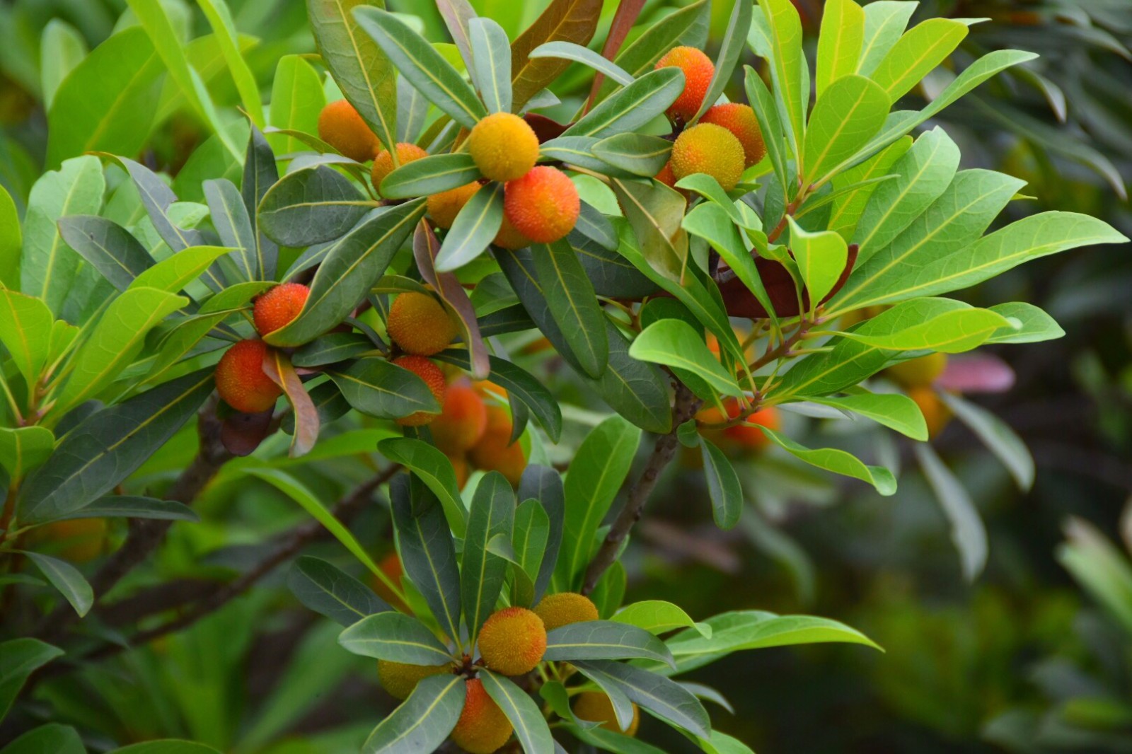 公园里的杨梅树,杨梅一只只开始发红好可爱|杨梅树