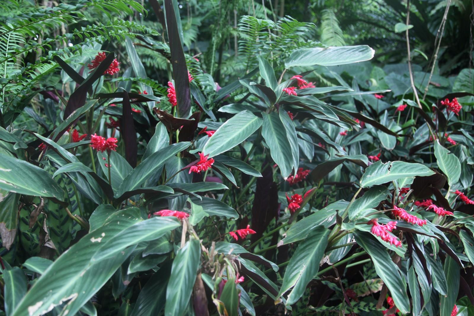 花店常用的插花衬材紫背竹芋叶,没想到用途这么多,根茎可食用