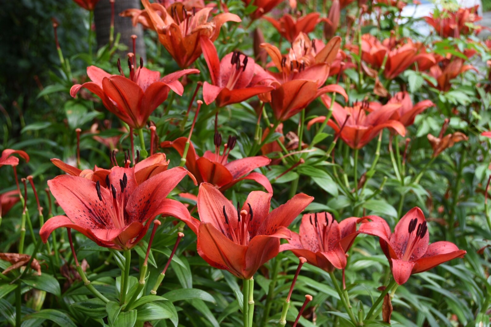 喜庆吉祥的红色百合花