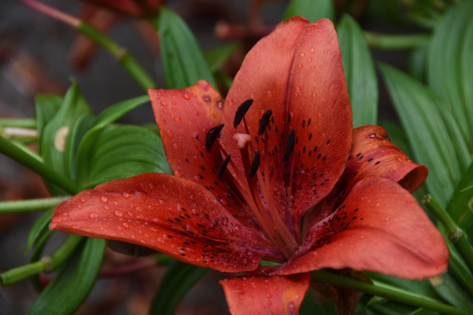 喜庆吉祥的红色百合花